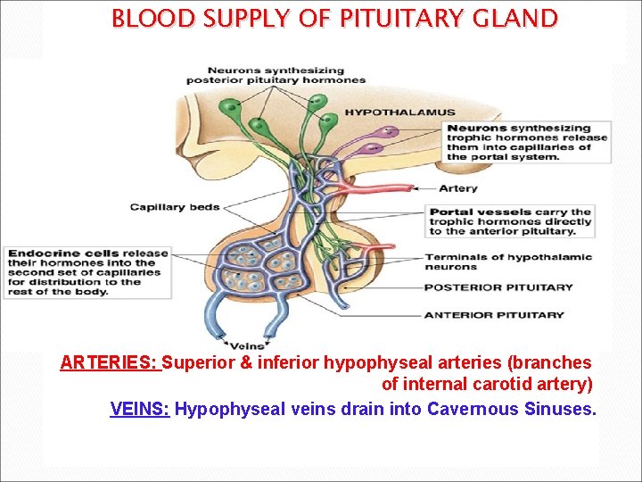 BLOOD SUPPLY OF PITUITARY GLAND ARTERIES: Superior & inferior hypophyseal arteries (branches of internal