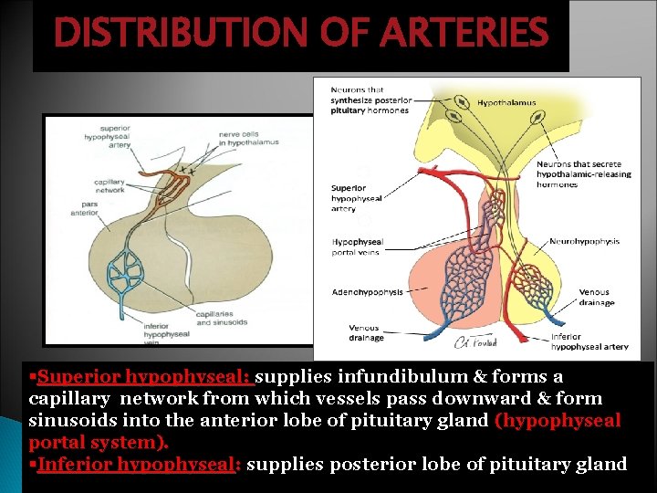 DISTRIBUTION OF ARTERIES a hypothalamohypophseal portal vessel §Superior hypophyseal: supplies infundibulum & forms a