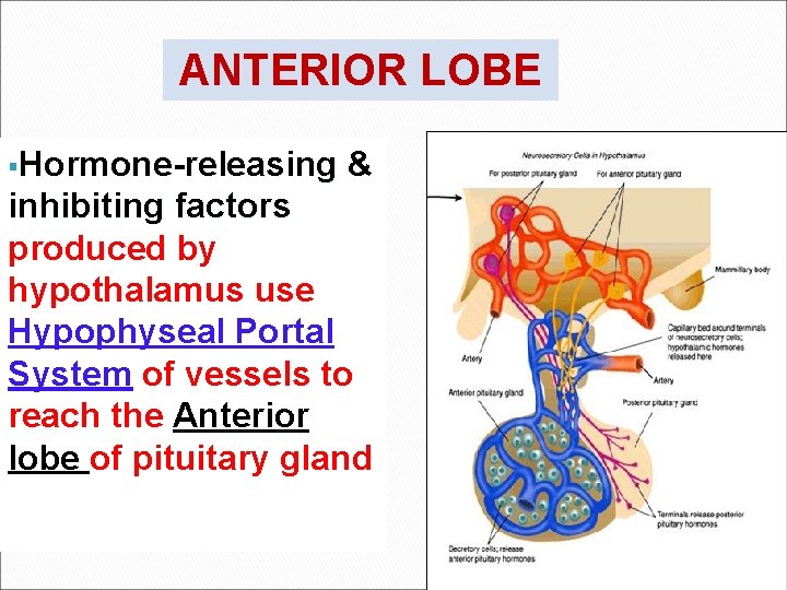ANTERIOR LOBE §Hormone-releasing & inhibiting factors produced by hypothalamus use Hypophyseal Portal System of
