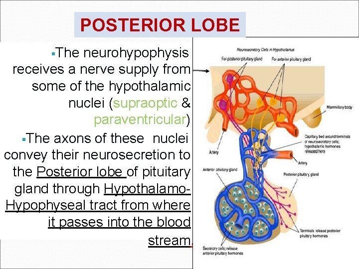 POSTERIOR LOBE §The neurohypophysis receives a nerve supply from some of the hypothalamic nuclei