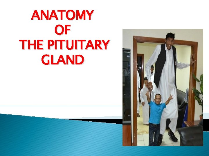 ANATOMY OF THE PITUITARY GLAND 