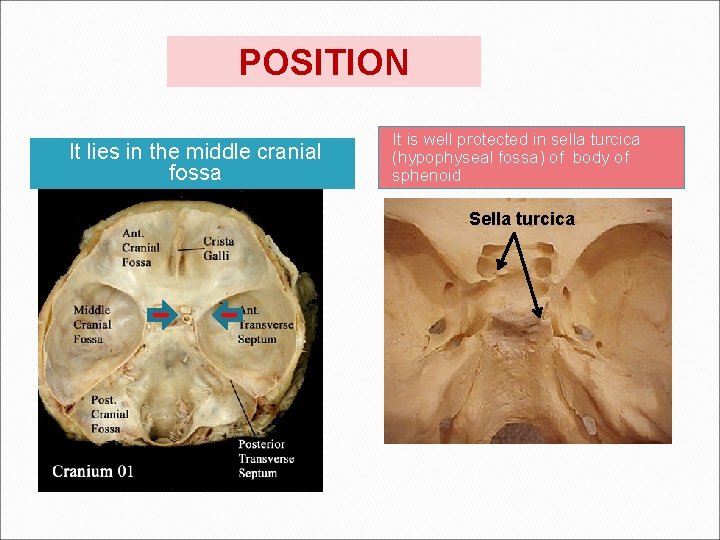 POSITION It lies in the middle cranial fossa It is well protected in sella