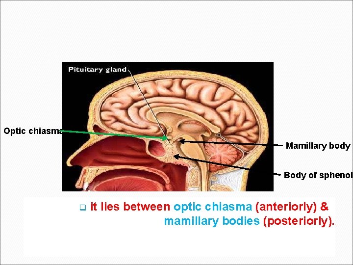 Optic chiasma Mamillary body Body of sphenoid q it lies between optic chiasma (anteriorly)