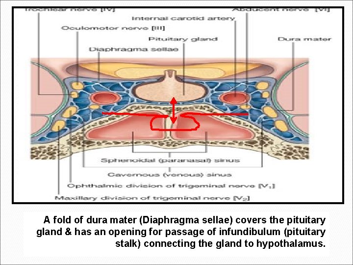 A fold of dura mater (Diaphragma sellae) covers the pituitary gland & has an