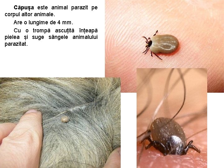 Căpușa este animal parazit pe corpul altor animale. Are o lungime de 4 mm. Căpușa este animal parazit pe corpul altor animale. Are o lungime de 4 mm.