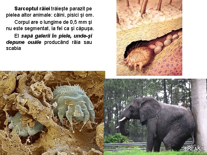 Sarcoptul râiei trăiește parazit pe pielea altor animale: câini, pisici și om. Corpul are Sarcoptul râiei trăiește parazit pe pielea altor animale: câini, pisici și om. Corpul are