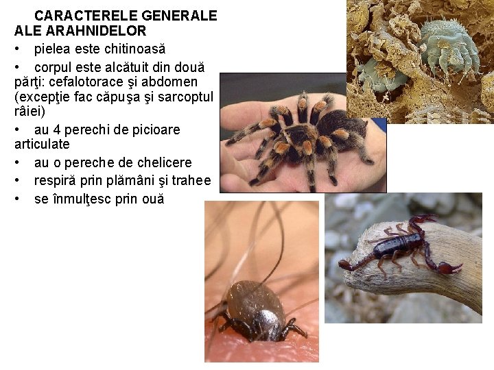 CARACTERELE GENERALE ARAHNIDELOR • pielea este chitinoasă • corpul este alcătuit din două părţi: CARACTERELE GENERALE ARAHNIDELOR • pielea este chitinoasă • corpul este alcătuit din două părţi: