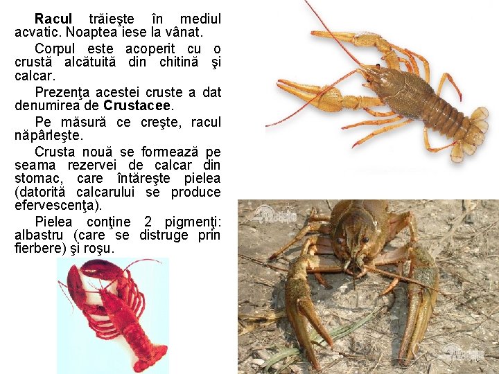 Artropode Prof Pop Aurel a Arahnide Pianjenii mici