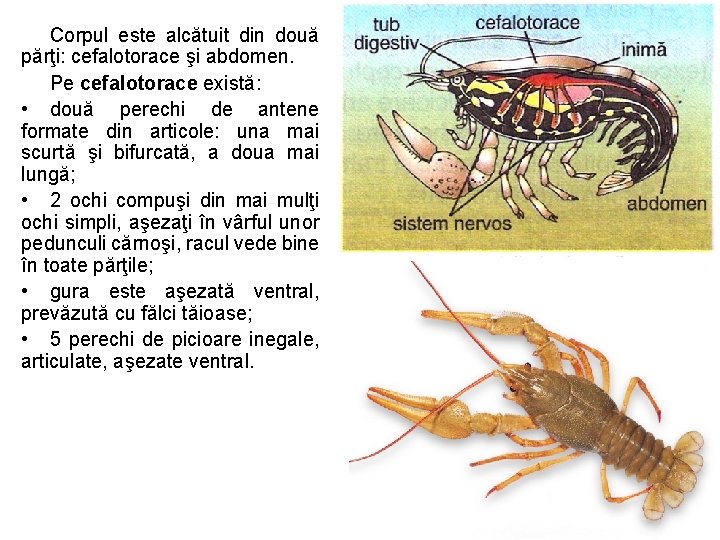 Corpul este alcătuit din două părţi: cefalotorace şi abdomen. Pe cefalotorace există: • două Corpul este alcătuit din două părţi: cefalotorace şi abdomen. Pe cefalotorace există: • două