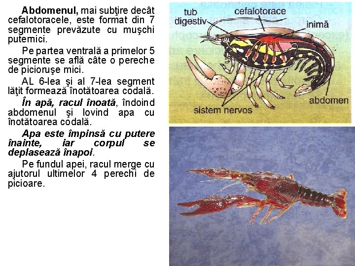 Abdomenul, mai subţire decât cefalotoracele, este format din 7 segmente prevăzute cu muşchi puternici. Abdomenul, mai subţire decât cefalotoracele, este format din 7 segmente prevăzute cu muşchi puternici.