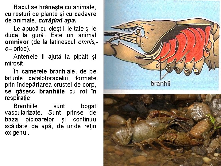 Racul se hrăneşte cu animale, cu resturi de plante şi cu cadavre de animale, Racul se hrăneşte cu animale, cu resturi de plante şi cu cadavre de animale,