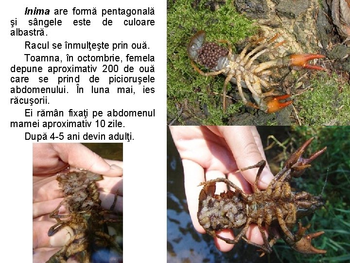 Inima are formă pentagonală şi sângele este de culoare albastră. Racul se înmulţeşte prin Inima are formă pentagonală şi sângele este de culoare albastră. Racul se înmulţeşte prin