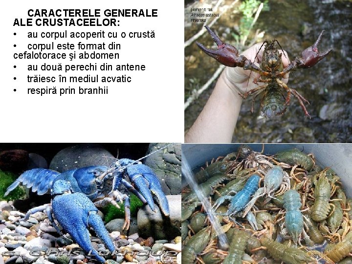 CARACTERELE GENERALE CRUSTACEELOR: • au corpul acoperit cu o crustă • corpul este format CARACTERELE GENERALE CRUSTACEELOR: • au corpul acoperit cu o crustă • corpul este format