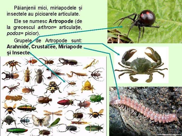 Păianjenii mici, miriapodele și insectele au picioarele articulate. Ele se numesc Artropode (de la Păianjenii mici, miriapodele și insectele au picioarele articulate. Ele se numesc Artropode (de la