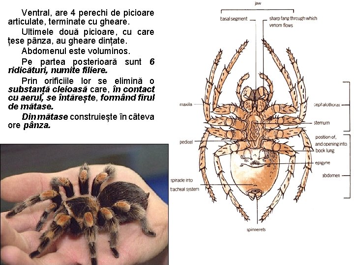 Ventral, are 4 perechi de picioare articulate, terminate cu gheare. Ultimele două picioare, cu Ventral, are 4 perechi de picioare articulate, terminate cu gheare. Ultimele două picioare, cu
