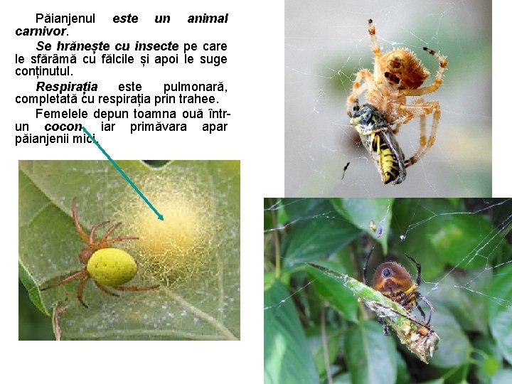 Păianjenul este un animal carnivor. Se hrănește cu insecte pe care le sfărâmă cu Păianjenul este un animal carnivor. Se hrănește cu insecte pe care le sfărâmă cu
