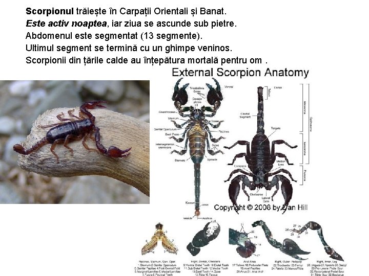 Scorpionul trăiește în Carpații Orientali și Banat. Este activ noaptea, iar ziua se ascunde Scorpionul trăiește în Carpații Orientali și Banat. Este activ noaptea, iar ziua se ascunde