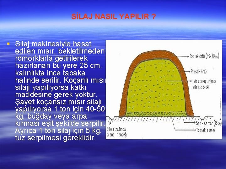 SİLAJ NASIL YAPILIR ? Silaj makinesiyle hasat edilen mısır, bekletilmeden römorklarla getirilerek hazırlanan bu