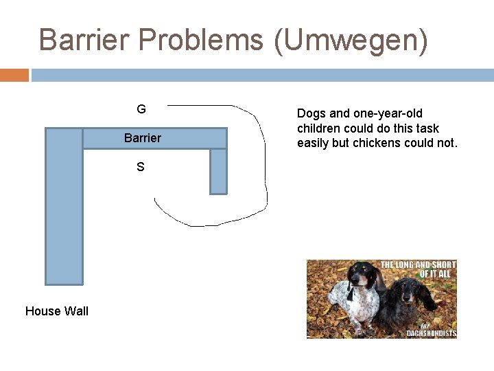 Barrier Problems (Umwegen) G Barrier S House Wall Dogs and one-year-old children could do