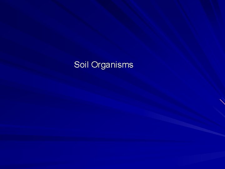 Soil Organisms Soil Organisms