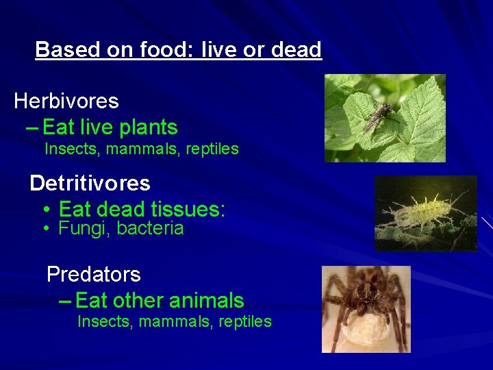 Based on food: live or dead Herbivores – Eat live plants Insects, mammals, reptiles Based on food: live or dead Herbivores – Eat live plants Insects, mammals, reptiles