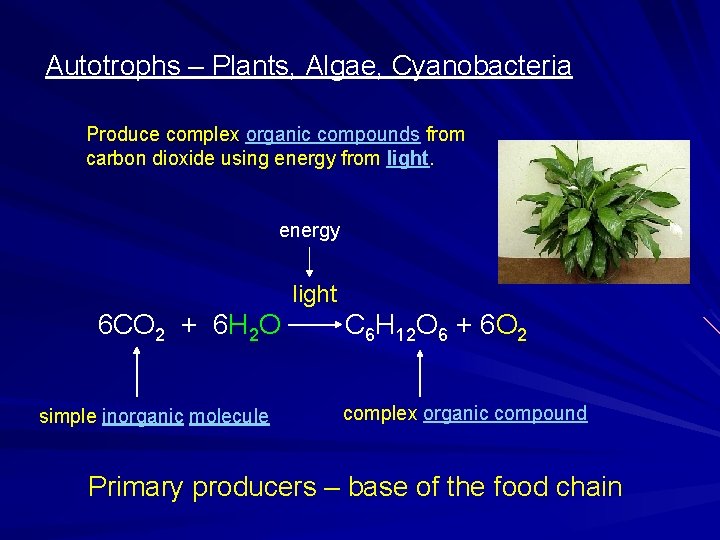 Autotrophs – Plants, Algae, Cyanobacteria Produce complex organic compounds from carbon dioxide using energy Autotrophs – Plants, Algae, Cyanobacteria Produce complex organic compounds from carbon dioxide using energy