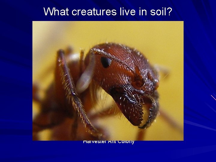 What creatures live in soil? 22 species Harvester Ant Colony What creatures live in soil? 22 species Harvester Ant Colony