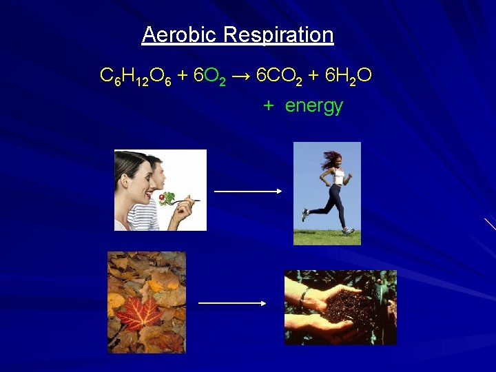 Aerobic Respiration C 6 H 12 O 6 + 6 O 2 → 6