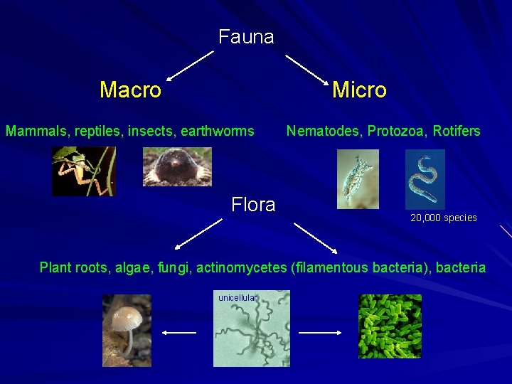 Fauna Macro Micro Mammals, reptiles, insects, earthworms Flora Nematodes, Protozoa, Rotifers 20, 000 species Fauna Macro Micro Mammals, reptiles, insects, earthworms Flora Nematodes, Protozoa, Rotifers 20, 000 species