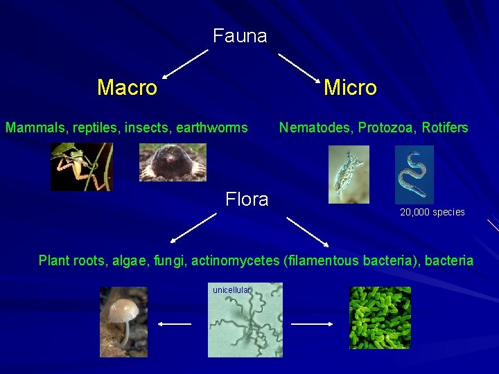 Fauna Macro Micro Mammals, reptiles, insects, earthworms Flora Nematodes, Protozoa, Rotifers 20, 000 species