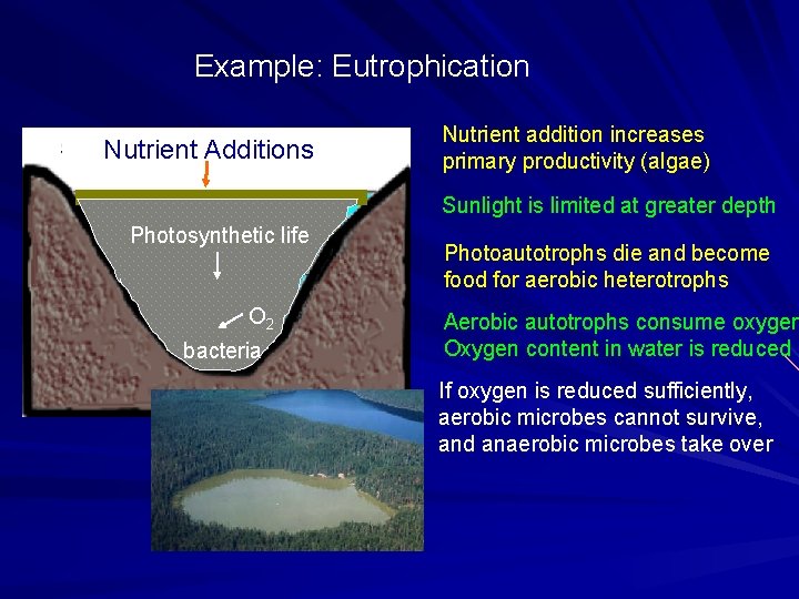 Example: Eutrophication Nutrient Additions Nutrient addition increases primary productivity (algae) Sunlight is limited at