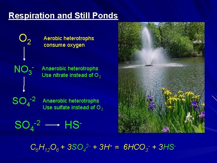 Respiration and Still Ponds O 2 NO 3 - Aerobic heterotrophs consume oxygen Heterotrophic Respiration and Still Ponds O 2 NO 3 - Aerobic heterotrophs consume oxygen Heterotrophic
