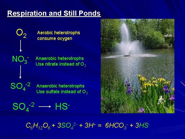 Respiration and Still Ponds O 2 NO 3 - Aerobic heterotrophs consume oxygen Heterotrophic