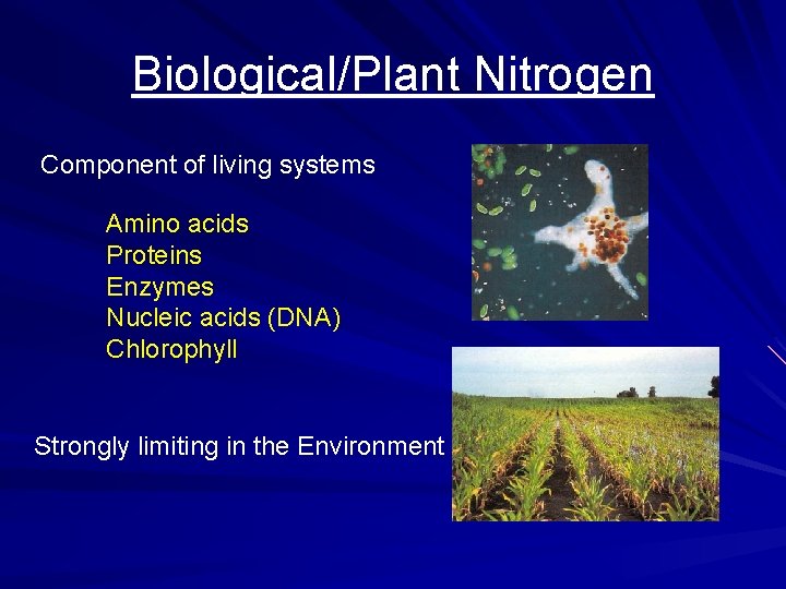 Biological/Plant Nitrogen Component of living systems Amino acids Proteins Enzymes Nucleic acids (DNA) Chlorophyll Biological/Plant Nitrogen Component of living systems Amino acids Proteins Enzymes Nucleic acids (DNA) Chlorophyll