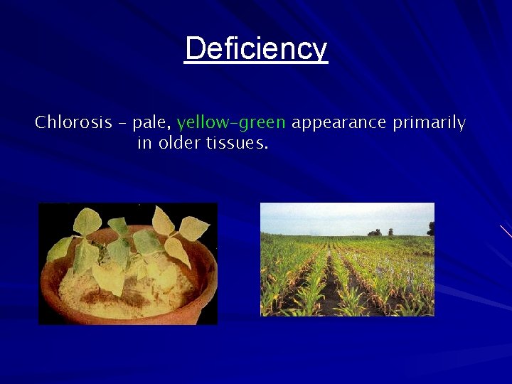 Deficiency Chlorosis – pale, yellow-green appearance primarily in older tissues. 