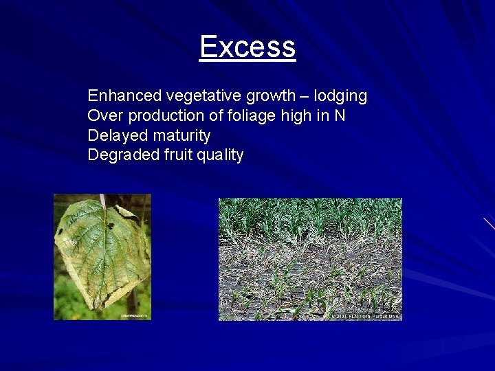 Excess Enhanced vegetative growth – lodging Over production of foliage high in N Delayed Excess Enhanced vegetative growth – lodging Over production of foliage high in N Delayed