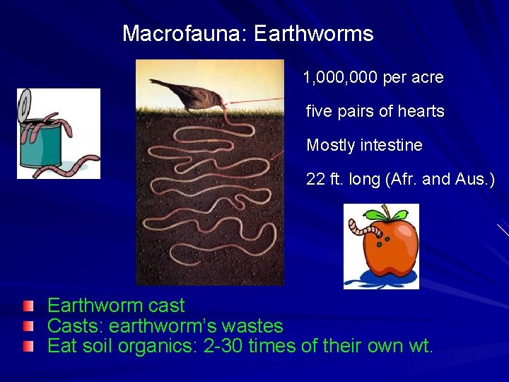 Macrofauna: Earthworms 1, 000 per acre five pairs of hearts Mostly intestine 22 ft.