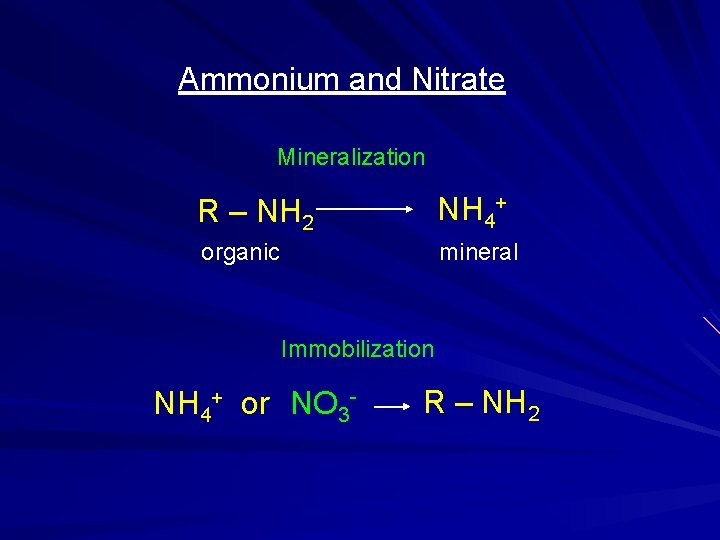 Ammonium and Nitrate Mineralization R – NH 2 NH 4+ organic mineral Immobilization NH