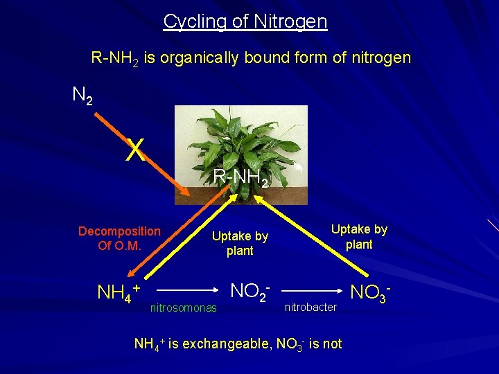 Cycling of Nitrogen R-NH 2 is organically bound form of nitrogen N 2 X