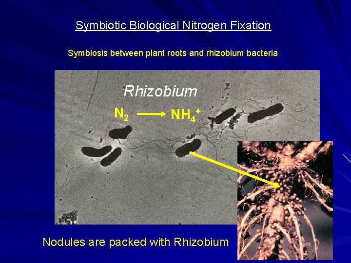 Symbiotic Biological Nitrogen Fixation Symbiosis between plant roots and rhizobium bacteria Rhizobium N 2 Symbiotic Biological Nitrogen Fixation Symbiosis between plant roots and rhizobium bacteria Rhizobium N 2
