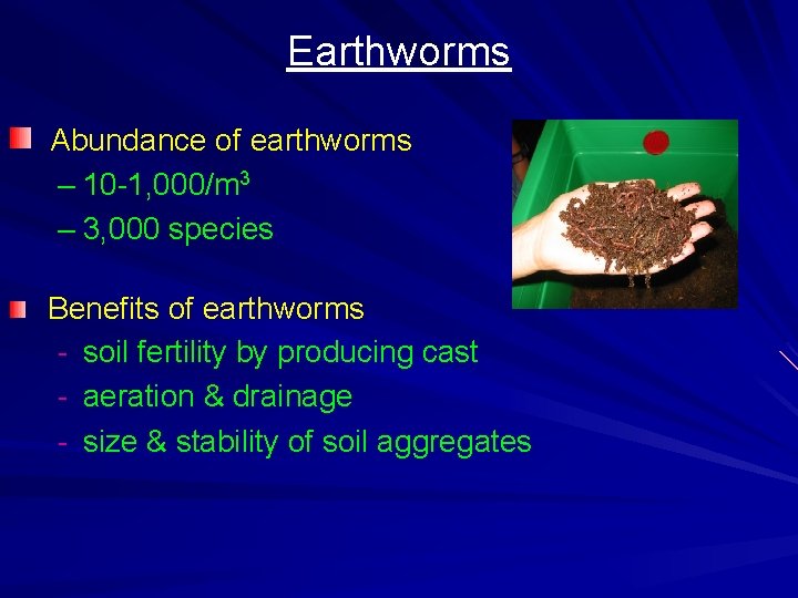 Earthworms Abundance of earthworms – 10 -1, 000/m 3 – 3, 000 species Benefits