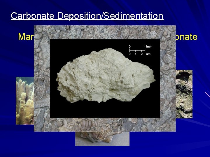 Carbonate Deposition/Sedimentation Marine Calcium and Magnesium Carbonate Ca. CO 3 Mg. CO 3 