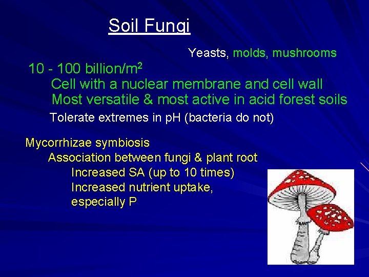 Soil Fungi Yeasts, molds, mushrooms 10 - 100 billion/m 2 Cell with a nuclear Soil Fungi Yeasts, molds, mushrooms 10 - 100 billion/m 2 Cell with a nuclear