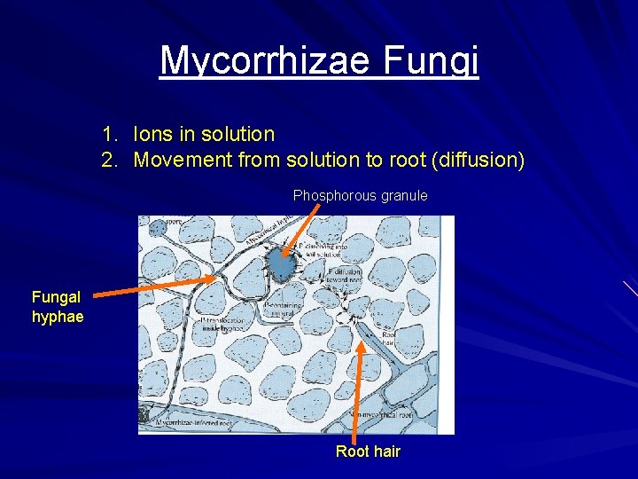 Mycorrhizae Fungi 1. Ions in solution 2. Movement from solution to root (diffusion) Phosphorous Mycorrhizae Fungi 1. Ions in solution 2. Movement from solution to root (diffusion) Phosphorous