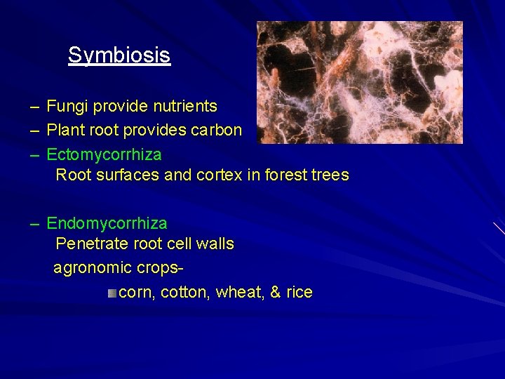 Symbiosis – Fungi provide nutrients – Plant root provides carbon – Ectomycorrhiza Root surfaces