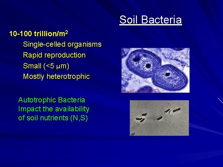 Soil Bacteria 10 -100 trillion/m 2 Single-celled organisms Rapid reproduction Small (<5 µm) Mostly