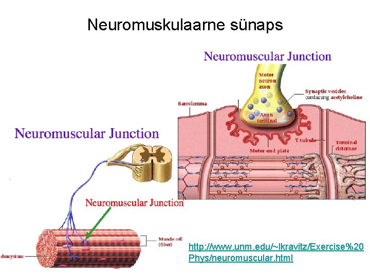 Neuromuskulaarne sünaps http: //www. unm. edu/~lkravitz/Exercise%20 Phys/neuromuscular. html 