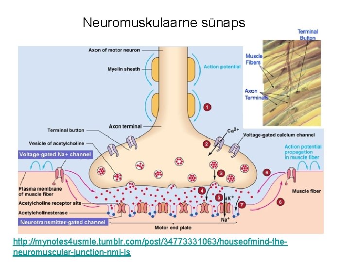 Neuromuskulaarne sünaps http: //mynotes 4 usmle. tumblr. com/post/34773331063/houseofmind-theneuromuscular-junction-nmj-is 