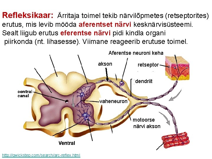 Refleksikaar: Ärritaja toimel tekib närvilõpmetes (retseptorites) erutus, mis levib mööda aferentset närvi kesknärvisüsteemi. Sealt