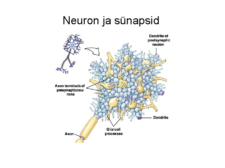 Neuron ja sünapsid 